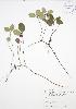  ( - ALR006)  @11 [ ] Copyright (2009) Unspecified University of Guelph BIO Herbarium