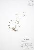  ( - BAR241)  @11 [ ] Copyright (2009) Unspecified University of Guelph BIO Herbarium