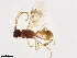  (Phanerotoma Janzen5678 - BIOUG46548-D08)  @11 [ ] CreativeCommons - Attribution (2020) CBG Photography Group Centre for Biodiversity Genomics