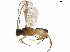  (Phanerotoma jenopappi - BIOUG46564-D07)  @11 [ ] CreativeCommons - Attribution (2019) CBG Photography Group Centre for Biodiversity Genomics