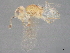  ( - BIOUG50085-E08)  @11 [ ] CreativeCommons - Attribution (2022) CBG Photography Group Centre for Biodiversity Genomics