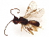  (Phanerotoma Janzen6054 - BIOUG50089-B02)  @11 [ ] CreativeCommons - Attribution (2021) CBG Photography Group Centre for Biodiversity Genomics
