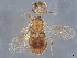  (encyrMalaise01 Malaise3091 - BIOUG58475-H10)  @11 [ ] CreativeCommons - Attribution (2022) CBG Photography Group Centre for Biodiversity Genomics