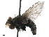  (Myiopharus malaise0232 - BIOUG46679-F09)  @11 [ ] CreativeCommons - Attribution (2019) CBG Photography Group Centre for Biodiversity Genomics