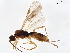  (Heterospilus Malaise3521 - BIOUG48834-B08)  @11 [ ] CreativeCommons - Attribution (2020) CBG Photography Group Centre for Biodiversity Genomics