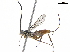  ( - BIOUG48901-E05)  @12 [ ] CreativeCommons - Attribution (2020) CBG Photography Group Centre for Biodiversity Genomics