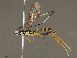  ( - BIOUG50156-E01)  @11 [ ] CreativeCommons - Attribution (2020) CBG Photography Group Centre for Biodiversity Genomics