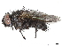  (Euthelyconychia Malaise4026 - BIOUG55380-G06)  @15 [ ] CreativeCommons - Attribution (2020) CBG Photography Group Centre for Biodiversity Genomics