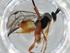  (Promicrogaster Malaise3491 - BIOUG57253-F04)  @11 [ ] CreativeCommons - Attribution (2020) Centre for Biodiversity Genomics Centre for Biodiversity Genomics