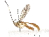  (crypMalaise01 Malaise1627 - BIOUG55403-B04)  @14 [ ] CreativeCommons - Attribution (2021) CBG Photography Group Centre for Biodiversity Genomics