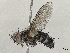  (Neomintho Malaise3369 - BIOUG56579-F06)  @11 [ ] CreativeCommons - Attribution (2021) CBG Photography Group Centre for Biodiversity Genomics