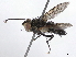  (Neomintho malaise0929 - BIOUG56955-D03)  @11 [ ] CreativeCommons - Attribution (2021) CBG Photography Group Centre for Biodiversity Genomics