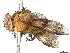 (Oestrophasia Malaise4972 - BIOUG55373-B02)  @14 [ ] CreativeCommons - Attribution (2020) CBG Photography Group Centre for Biodiversity Genomics