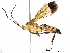  (Macrojoppa Wahl01 - BIOUG56908-E02)  @15 [ ] CreativeCommons - Attribution (2021) CBG Photography Group Centre for Biodiversity Genomics