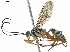  ( - BIOUG48418-B10)  @11 [ ] CreativeCommons - Attribution (2020) CBG Photography Group Centre for Biodiversity Genomics