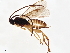  (Dolichogenidea shelleymcsweeneyae - BIOUG49263-G08)  @13 [ ] CreativeCommons - Attribution (2020) CBG Photography Group Centre for Biodiversity Genomics