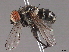  ( - BIOUG48912-F01)  @11 [ ] CreativeCommons - Attribution (2020) CBG Photography Group Centre for Biodiversity Genomics