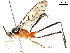  (crypMalaise01 Malaise3325 - BIOUG48911-B11)  @11 [ ] CreativeCommons - Attribution (2020) CBG Photography Group Centre for Biodiversity Genomics
