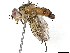  ( - BIOUG58038-D10)  @11 [ ] CreativeCommons - Attribution (2020) CBG Photography Group Centre for Biodiversity Genomics
