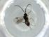  (Promicrogaster Malaise3092 - BIOUG60904-C12)  @11 [ ] CreativeCommons - Attribution (2020) Centre for Biodiversity Genomics Centre for Biodiversity Genomics