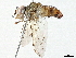  (Telothyria Malaise5649 - BIOUG56969-D12)  @11 [ ] CreativeCommons - Attribution (2021) CBG Photography Group Centre for Biodiversity Genomics