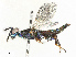  ( - BIOUG62741-H08)  @11 [ ] CreativeCommons - Attribution Share - Alike (2025) CBG Photography Group Centre for Biodiversity Genomics