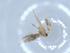  ( - BIOUG51333-G05)  @11 [ ] CreativeCommons - Attribution (2019) Centre for Biodiversity Genomics Centre for Biodiversity Genomics
