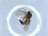  ( - BIOUG51346-B11)  @12 [ ] CreativeCommons - Attribution (2019) Centre for Biodiversity Genomics Centre for Biodiversity Genomics