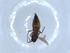  ( - BIOUG51346-B10)  @12 [ ] CreativeCommons - Attribution (2019) Centre for Biodiversity Genomics Centre for Biodiversity Genomics