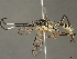  (cryptJanzen01 malaise0752 - BIOUG51330-D01)  @14 [ ] CreativeCommons - Attribution (2020) CBG Photography Group Centre for Biodiversity Genomics