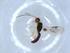  ( - BIOUG51325-G11)  @11 [ ] CreativeCommons - Attribution (2019) Centre for Biodiversity Genomics Centre for Biodiversity Genomics