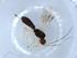  (Heterospilus Malaise0372 - BIOUG51325-H09)  @11 [ ] CreativeCommons - Attribution (2019) Centre for Biodiversity Genomics Centre for Biodiversity Genomics