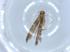  (malaiseGraci01 Malaise8481 - BIOUG51326-C03)  @11 [ ] CreativeCommons - Attribution (2019) Centre for Biodiversity Genomics Centre for Biodiversity Genomics