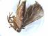  ( - BIOUG51368-H05)  @11 [ ] CreativeCommons - Attribution (2019) Centre for Biodiversity Genomics Centre for Biodiversity Genomics