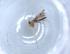  ( - BIOUG51329-H01)  @11 [ ] CreativeCommons - Attribution (2019) Centre for Biodiversity Genomics Centre for Biodiversity Genomics
