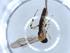  ( - BIOUG51357-G05)  @12 [ ] CreativeCommons - Attribution (2019) Centre for Biodiversity Genomics Centre for Biodiversity Genomics