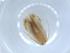  (Oposteginae - BIOUG51384-D12)  @12 [ ] CreativeCommons - Attribution (2019) Centre for Biodiversity Genomics Centre for Biodiversity Genomics
