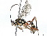  (crypMalaise01 Malaise5512 - BIOUG56817-C02)  @15 [ ] CreativeCommons - Attribution (2021) CBG Photography Group Centre for Biodiversity Genomics
