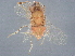  (encyrMalaise01 Malaise9589 - BIOUG60686-D08)  @11 [ ] CreativeCommons - Attribution (2022) CBG Photography Group Centre for Biodiversity Genomics