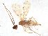  (Hormius Malaise2066 - BIOUG56291-H03)  @11 [ ] CreativeCommons - Attribution (2021) CBG Photography Group Centre for Biodiversity Genomics