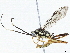  (Carinodes Malaise7788 - BIOUG55344-E06)  @15 [ ] CreativeCommons - Attribution (2020) CBG Photography Group Centre for Biodiversity Genomics