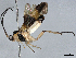  (Zelomorpha myricagaleae - BIOUG56564-E08)  @15 [ ] CreativeCommons - Attribution (2021) CBG Photography Group Centre for Biodiversity Genomics