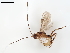 ( - BIOUG52035-G08)  @11 [ ] CreativeCommons - Attribution (2021) CBG Photography Group Centre for Biodiversity Genomics