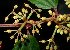  ( - MG_0296_K)  @11 [ ] CreativeCommons - Attribution Non-Commercial Share-Alike (2015) Megawati Herbarium Bogoriense