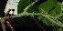  ( - MG_0300_K)  @11 [ ] CreativeCommons - Attribution Non-Commercial Share-Alike (2015) Megawati Herbarium Bogoriense