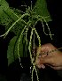  ( - MG_0300_K)  @11 [ ] CreativeCommons - Attribution Non-Commercial Share-Alike (2015) Megawati Herbarium Bogoriense