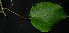  (Acalypha caturus - MG_0300_K)  @11 [ ] CreativeCommons - Attribution Non-Commercial Share-Alike (2015) Megawati Herbarium Bogoriense