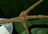  ( - MG_0303_I)  @11 [ ] CreativeCommons - Attribution Non-Commercial Share-Alike (2015) Megawati Herbarium Bogoriense