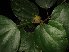  ( - MG_0303_I)  @11 [ ] CreativeCommons - Attribution Non-Commercial Share-Alike (2015) Megawati Herbarium Bogoriense