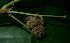  (Mallotus moritzianus - MG_0303_I)  @11 [ ] CreativeCommons - Attribution Non-Commercial Share-Alike (2015) Megawati Herbarium Bogoriense